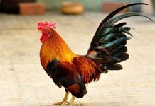 Hé lộ nguyên nhân gà trống mất dương vật