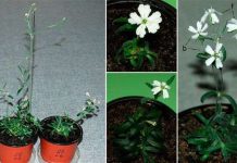 Hồi sinh cây đóng băng 30.000 năm Hồi sinh cây đóng băng 30.000 năm