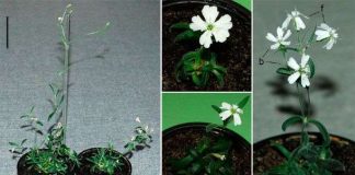 Hồi sinh cây đóng băng 30.000 năm