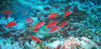 Nhiều loài sinh vật biển chưa được biết đến