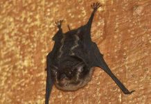 Dơi cũng bị ám ảnh về chuyện sex