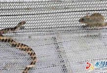 Chuột đánh rắn tới chết trong nửa giờ