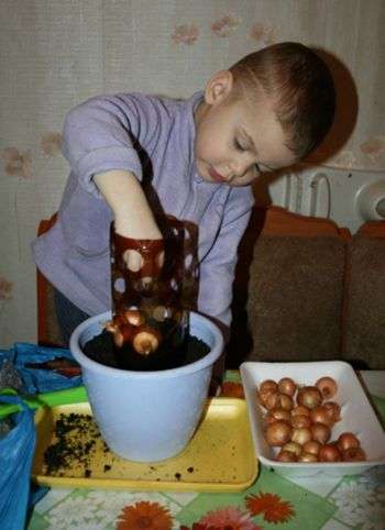 2 cách trồng hành lá siêu đơn giản tại nhà