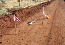 Cận cảnh trăn đầu đen nuốt sống kỳ đà "khổng lồ"