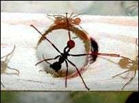 Loài kiến cũng biết xây cầu