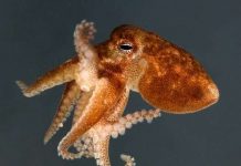 Kỳ lạ những loài động vật tí hon nhất thế giới