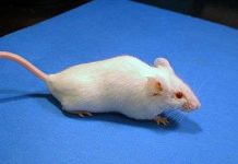 Đưa gen nói của người vào cơ thể chuột