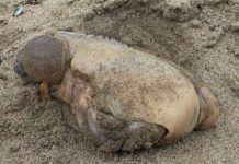 Phát hiện sinh vật biển có hình dạng vô cùng kỳ lạ và đáng sợ