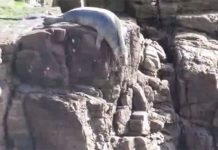 Đàn hải cẩu lao xuống vách đá vì sợ người