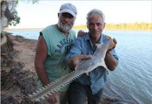 Loài cá đao khổng lồ ở Australia