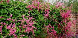 Kỹ thuật trồng hoa tigon