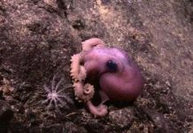 Phát hiện nhiều sinh vật mới ở vùng biển Indonesia