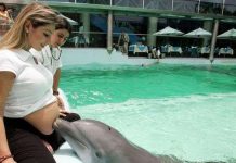 Cá heo kỳ diệu Cá heo kỳ diệu