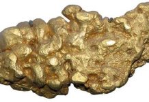 Tìm vàng nhờ vi khuẩn