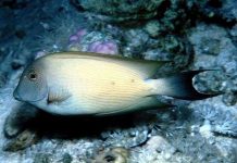 Cá cũng thích mát xa