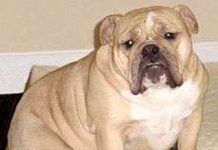 Mỹ có thuốc chữa béo cho chó