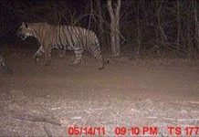 Lần đầu tiên phát hiện 'ông hùm' nuôi con