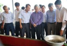 Sinh sản nhân tạo giống cá lăng chấm, cá anh vũ