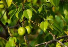 Những loại cây độc nhất thế giới