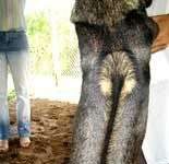 Chó Phú Quốc: Huyền thoại và sự thật