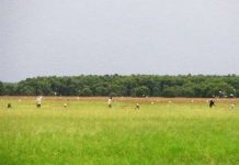 Bảo tồn giống lúa trời độc đáo ở Vườn Quốc gia Tràm Chim