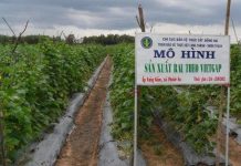 Quy trình sản xuất rau an toàn theo tiêu chuẩn VietGAP Quy trình sản xuất rau an toàn theo tiêu chuẩn VietGAP