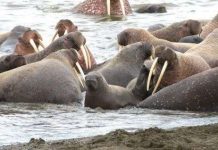 Hàng vạn con hải mã xếp hàng trên bờ biển Alaska