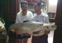 Bắt cá trắm đen nặng kỷ lục tại Hà Nội