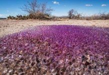 Những quả cầu nhớt bí ẩn giữa sa mạc