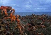 Cua tím "tự sát" hàng loạt trên đảo Hawaii
