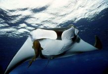 Peru nỗ lực bảo vệ loài cá đuối nặng tới hai tấn