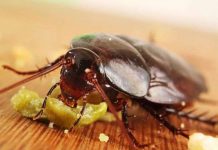 Tuyệt chiêu diệt gián chết hàng loạt không biết thì chỉ có phí