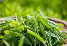 Lai tạo thành công giống chè mới chất lượng cao Lai tạo thành công giống chè mới chất lượng cao