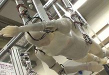 Chế tạo robot có thể bơi ếch