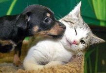 Những loài vật tượng trưng may mắn trong văn hóa thế giới