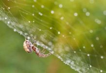 Phát hiện cơ chế hình thành tơ nhện