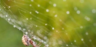 Phát hiện cơ chế hình thành tơ nhện
