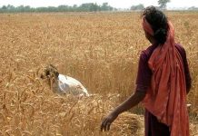 Lúa mì bị lão hóa sớm vì biến đổi khí hậu