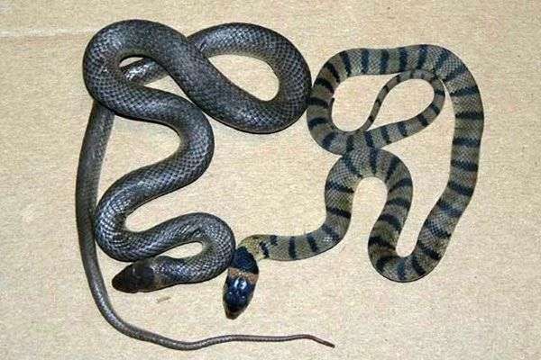 Tìm hiểu loài rắn độc thứ hai thế giới