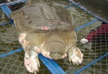 Rùa Hồ Gươm không thể sống lâu trên cạn