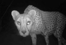 Tìm thấy báo sahara quý hiếm