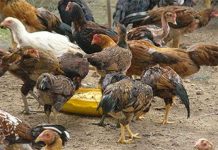 Nuôi gà nòi lai theo mô hình sinh học Nuôi gà nòi lai theo mô hình sinh học