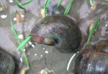 Diệt trừ 3 loài ngoại lai xâm hại nghiêm trọng