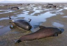 39 con cá voi chết vì mắc cạn