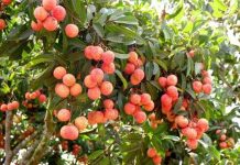 Công nghệ CAS nâng cao giá trị vải thiều Bắc Giang