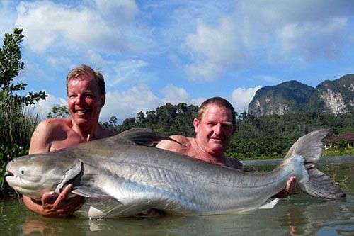 Những loài cá khổng lồ của sông Mekong