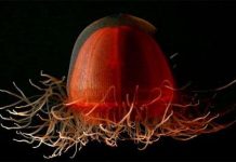 Những loài sứa kỳ lạ dưới vùng biển Bắc cực