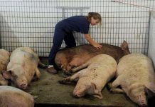 Lợn mới là loài hạnh phúc nhất?