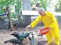 Bí quyết nhân giống chim công Bí quyết nhân giống chim công