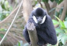 Phát hiện loài vượn quý hiếm ở Việt Nam